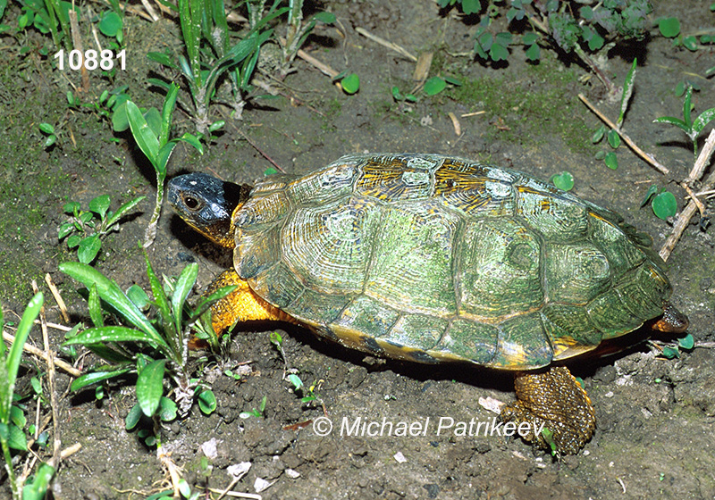 Wood Turtle (Glyptemys insculpta)